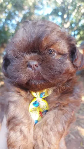 Filhote de shihtzu macho chocolate