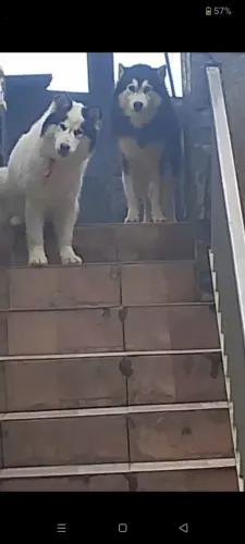 Husky siberiano