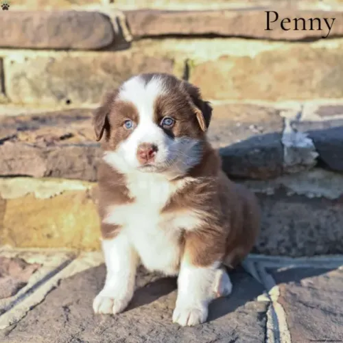 Neném Border Collie com contrato de garantia e linhagem de ponta
