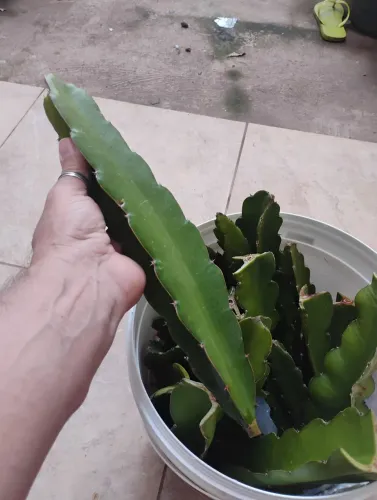 Muda de pitaya 