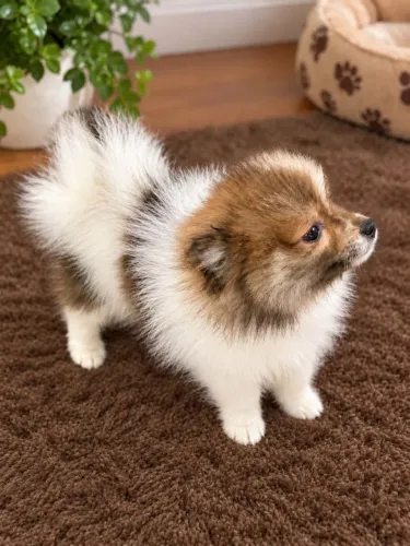 Vendo lindo filhote de spitz alemão