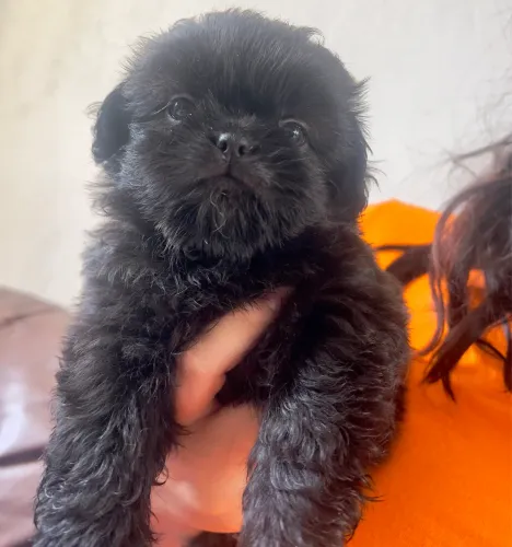 Filhote de Shitzu puro 