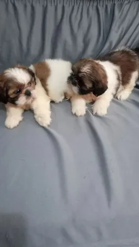 Shih Tzu Mais fofo que quentão e pamonha juntos