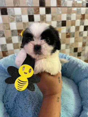 Shih Tzu Mini