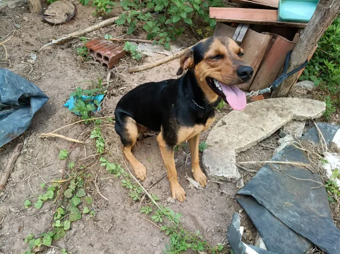 Adoção cachorrinho