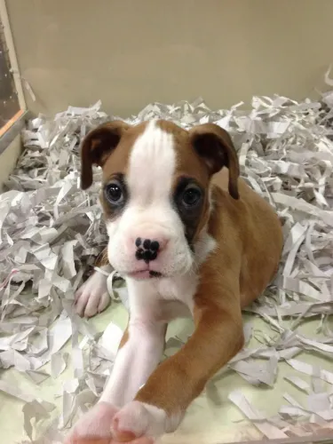Filhotes De boxer - Seu Novo Cãopanheiro Está Pronto Para Mudar Sua Rotina!