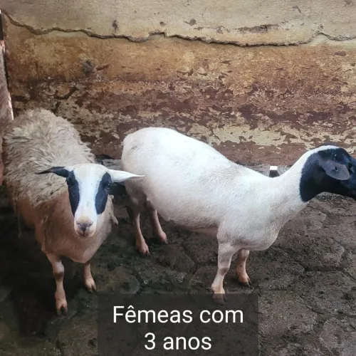 Ovelhas para vender