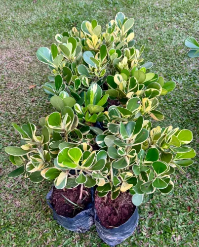 Clusia verde e variegara 