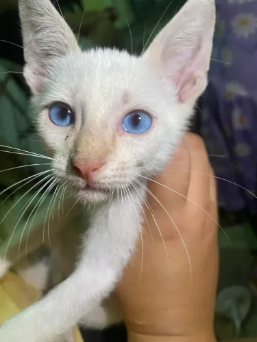 Gatinho Para adoção 