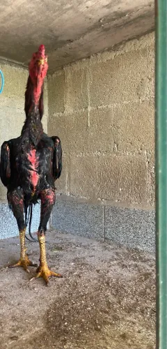 Galo indo