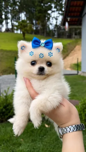 Spitz alemão anão macho e fêmea