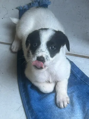 Fox Paulistinha macho
