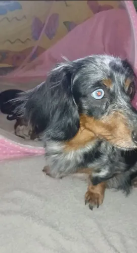 Dachshund miniatura