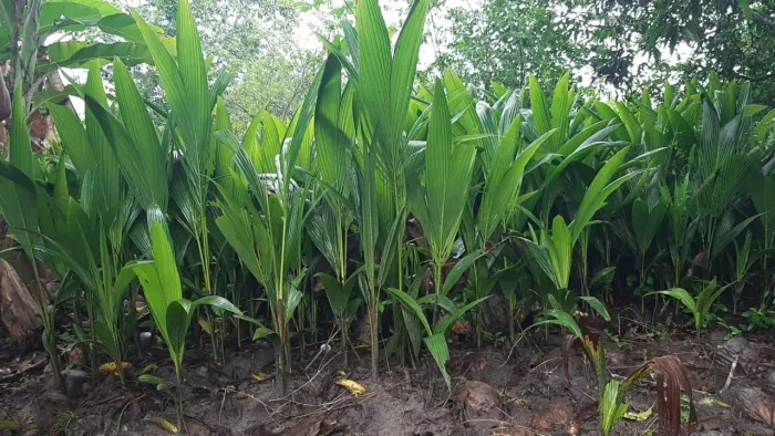 Mudas de coco anão prontas para plantio!