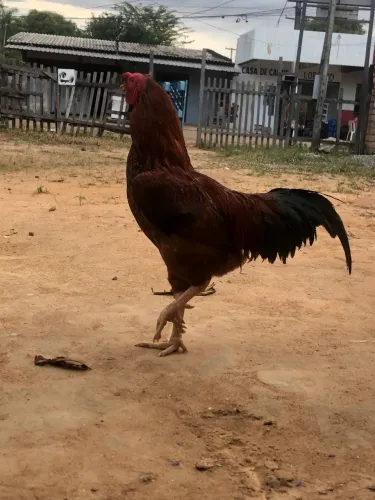 Vendo galo caipira