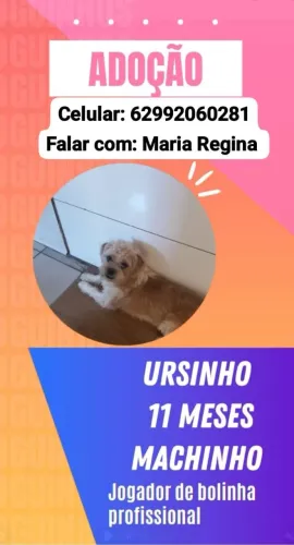 cachorro para adoção 