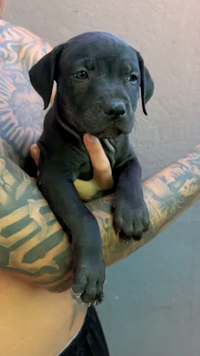 Pit monster alto padrão com pedigree e linhagem importada 