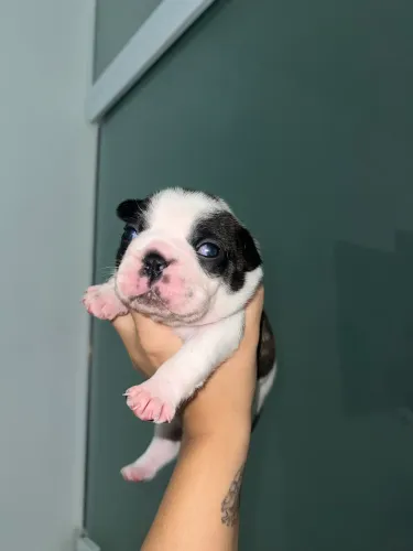 Buldogue Francês