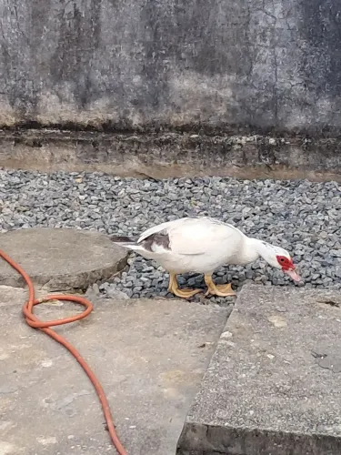 Patas