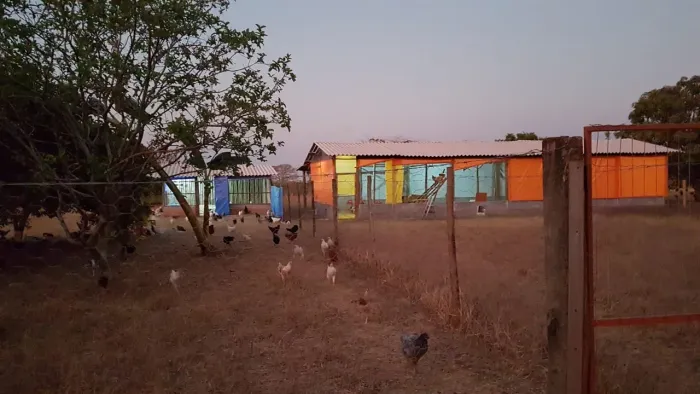 Aluguel / Arrendamento de galinheiro para 950 aves