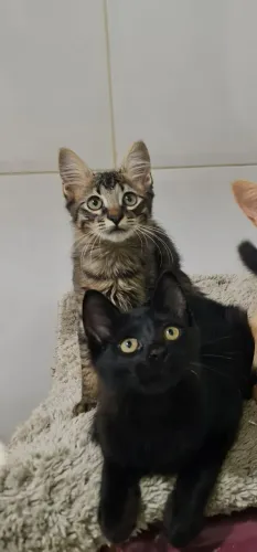 Adoção responsável de gatinhos filhotes