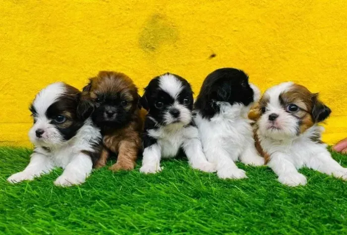 SHIPOO BEM PEQUENOS Leve mais alegria e carinho para a sua casa hoje. Zap 9.975I.649I
