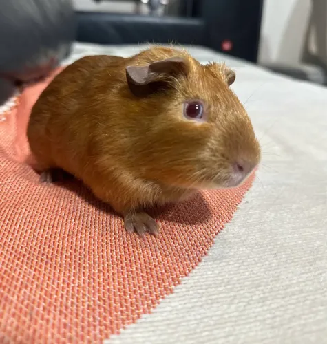 Doação Porquinho da Índia