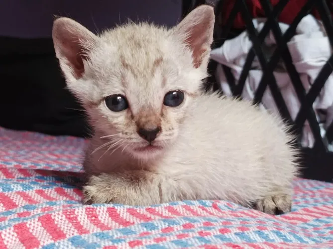 Adote gatinhos!