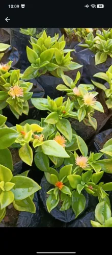 Plantas, terra adubada, Cactos