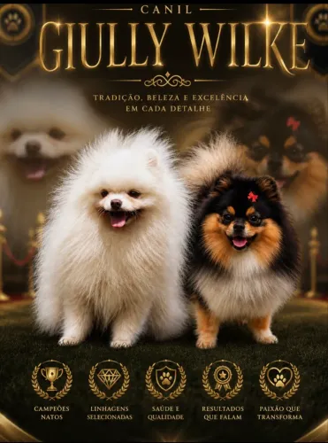 Spitz alemão com pedigree