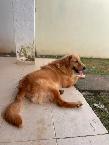 Doa-se um cachorro   golden 