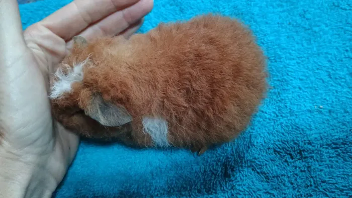 Porquinho da índia raça Teddy