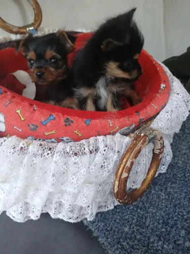 Cachorros de estimação vendo Filhote de york