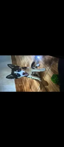Vendo cachorro Husky siberiano