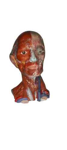 Modelo Cabeça Anatômica medicina importada 