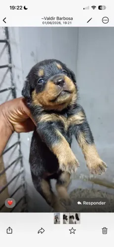 rottweiler Fema