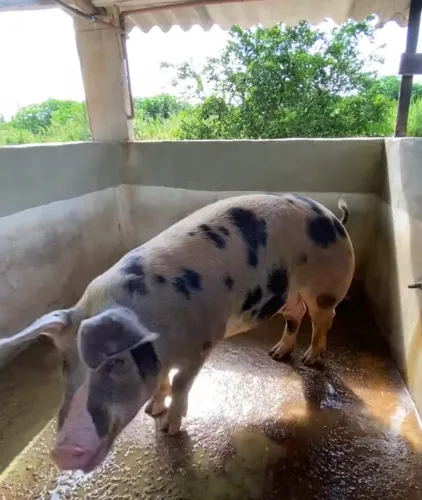 Leitoa porca matriz