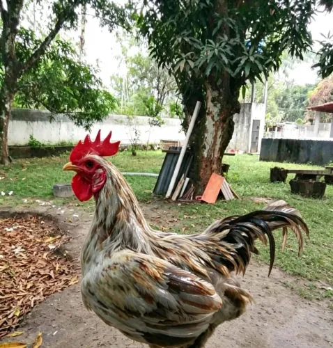 Galo