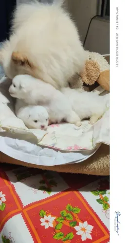 Filhote lulu da Pomerânia 
