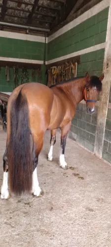 Cavalo crioulo 