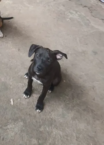 Doa-se cachorra 