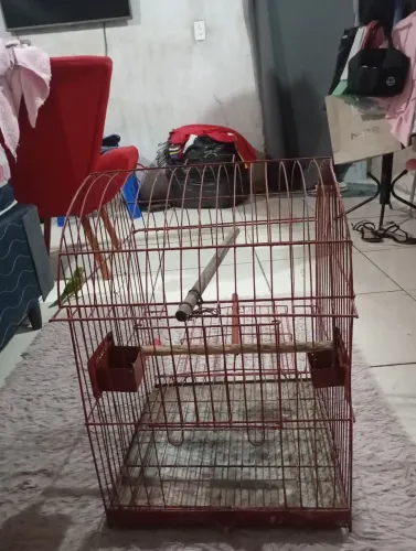Gaiola para Papagaio