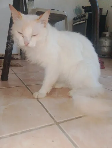 Gata castrada pra doação 