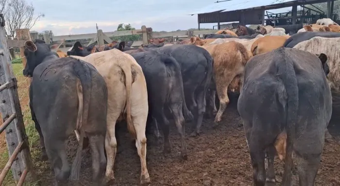 Vendo vacas e novilhas prenhas