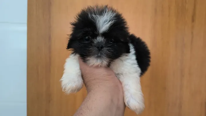 Lindo machinho de shis tzu - micrissimo - Alfenas MG
