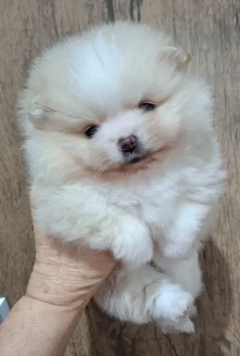 Cachorro Lulu da Pomerania companhia ideal com muito carinho