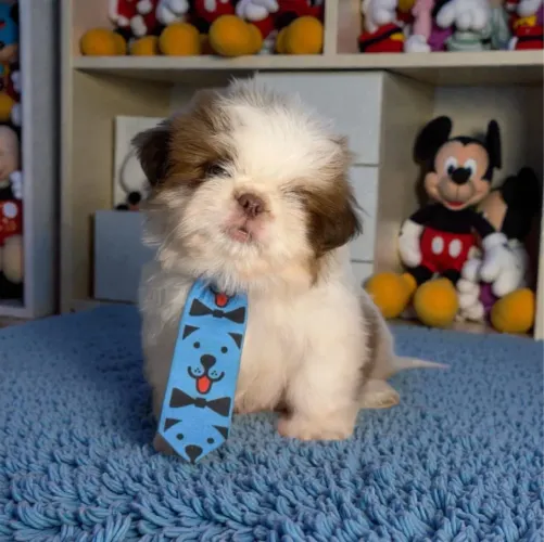 Shih Tzu filhotes disponíveis com acompanhamento