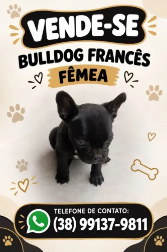 Vende-se cachorro