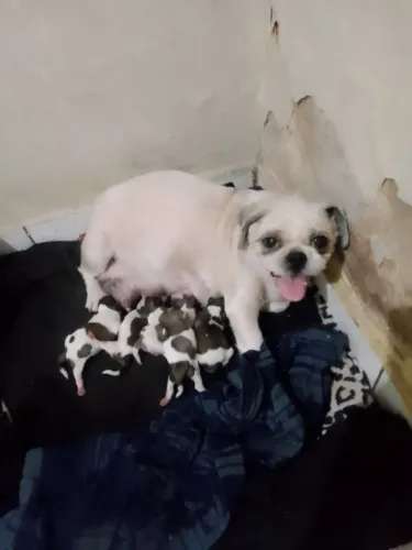 Vendo ninhada de shitzu são três fêmeas e dois machos