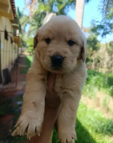 Golden Retriever bebê
